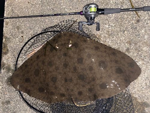 ツバクロエイの釣果