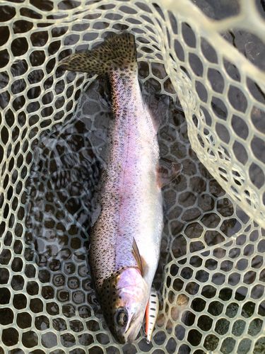 ニジマスの釣果