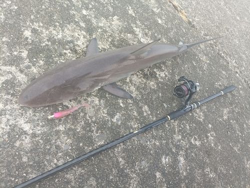 サメの釣果
