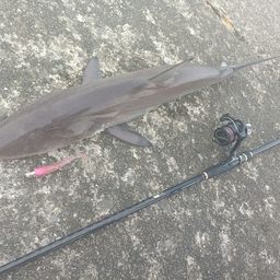 サメ