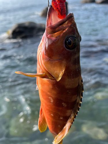 アカハタの釣果