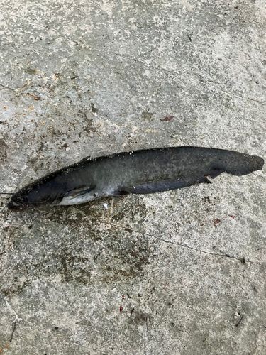 ナマズの釣果