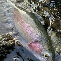 レインボートラウト