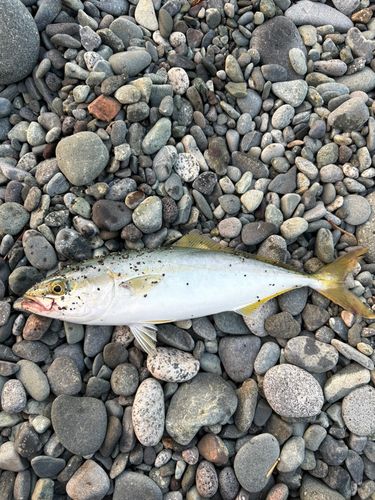 ワカシの釣果