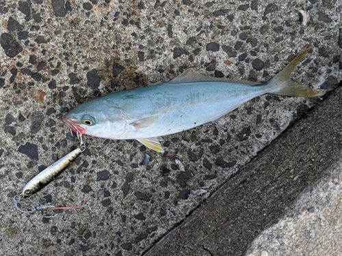 ワカシの釣果