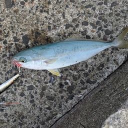 ワカシ