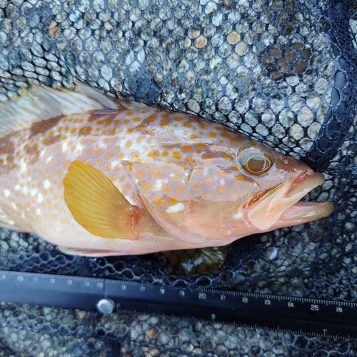 キジハタの釣果