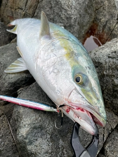 ワラサの釣果