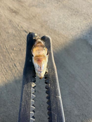 ヒイラギの釣果