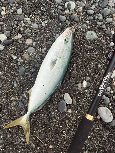 イナダの釣果