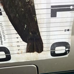 ナマズ