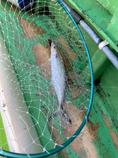 サワラの釣果