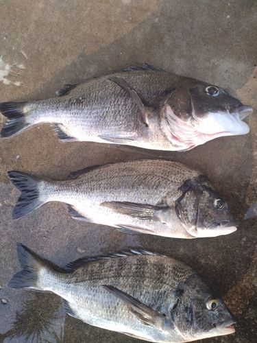 クロダイの釣果