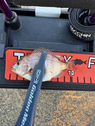 チャリコの釣果