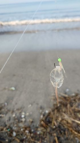 釣果