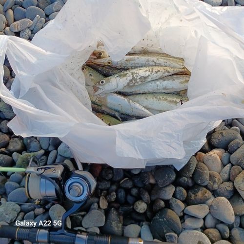 カマスの釣果