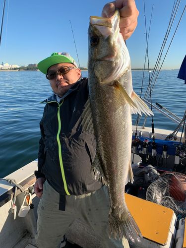 スズキの釣果