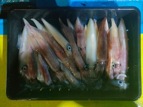 アカイカの釣果
