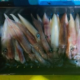 アカイカ