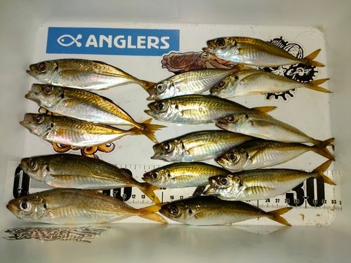 アジの釣果