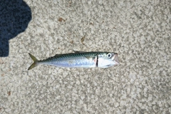 サバの釣果