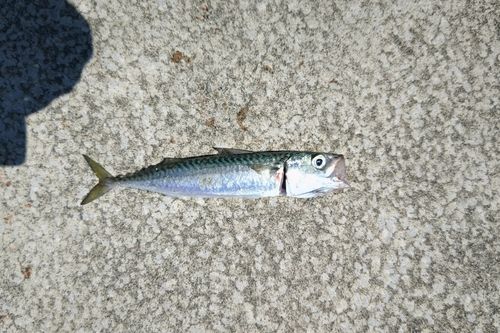 サバの釣果