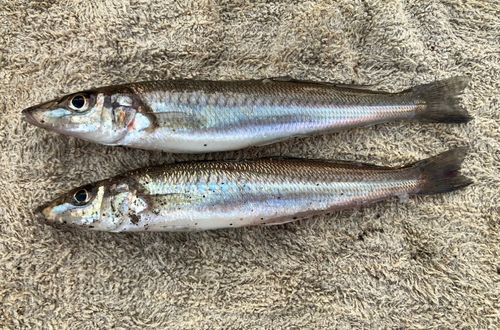 シロギスの釣果