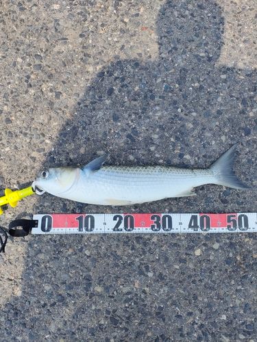 ボラの釣果