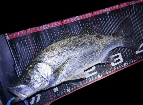 セイゴ（ヒラスズキ）の釣果