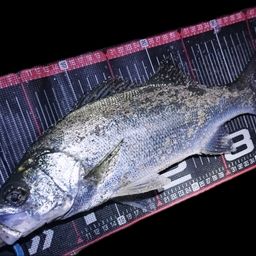 セイゴ（ヒラスズキ）