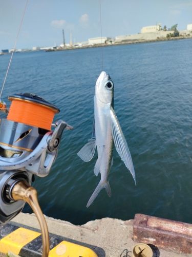 トビウオの釣果