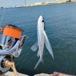 トビウオ