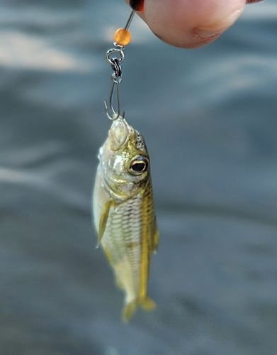 モロコの釣果