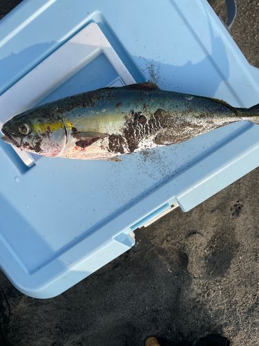 ワカシの釣果