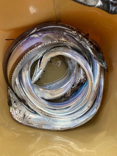タチウオの釣果
