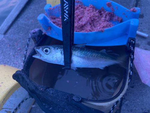 サバの釣果
