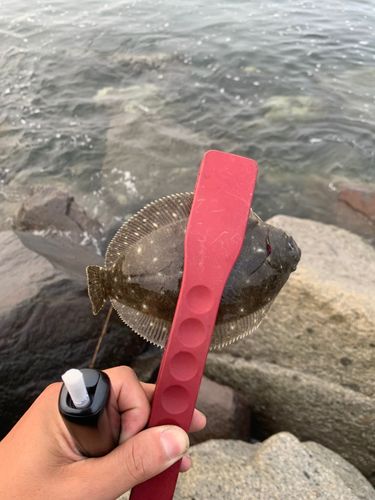 ワカシの釣果