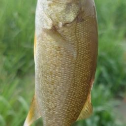 スモールマウスバス