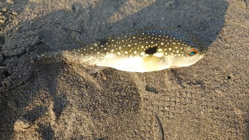 クサフグの釣果