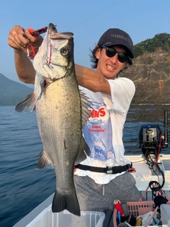ヒラスズキの釣果