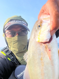 ショゴの釣果