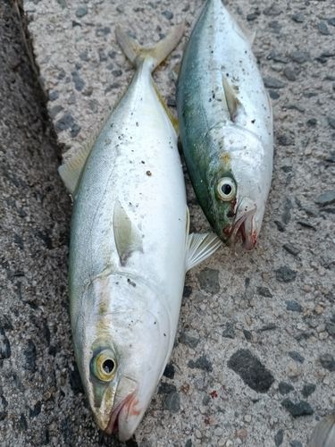 ツバスの釣果