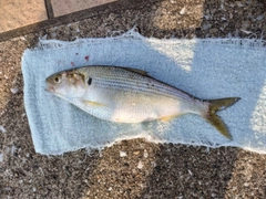 コノシロの釣果