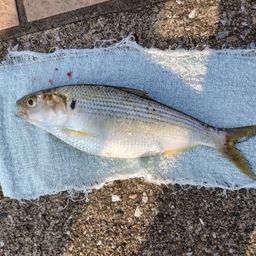 コノシロ