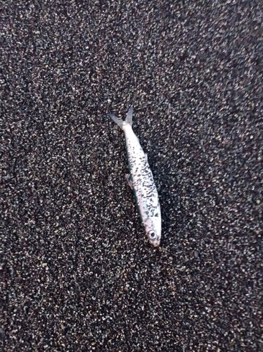 イワシの釣果