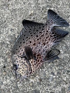 イシガキダイの釣果