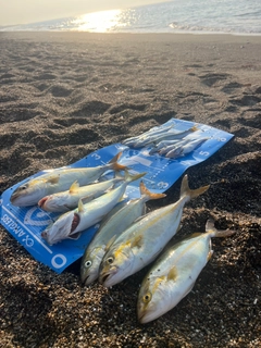 ショゴの釣果