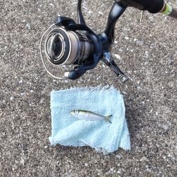 サッパ
