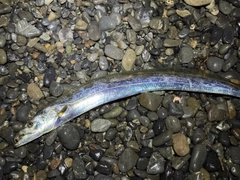 タチウオの釣果