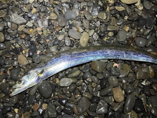 タチウオの釣果